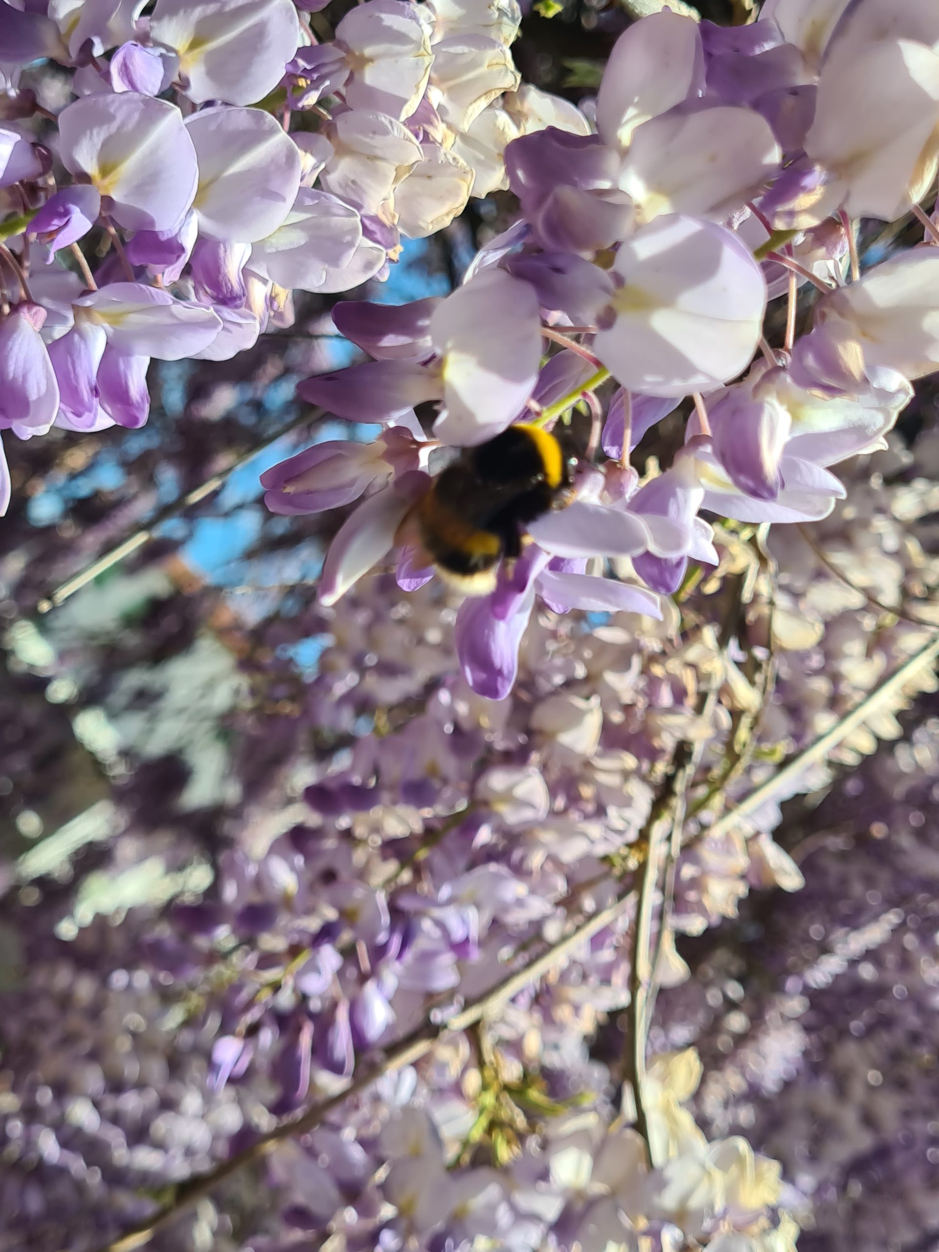 Scopri di più sull'articolo Aprile e il risveglio dei vostri meravigliosi giardini