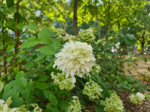 Giardino_COM_Policlinico20250811_161200