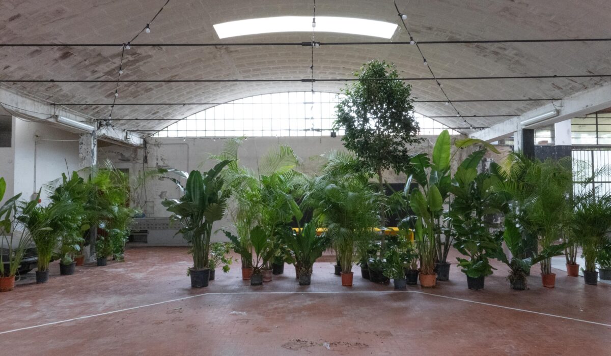 Capannone Officina Botanica - durante