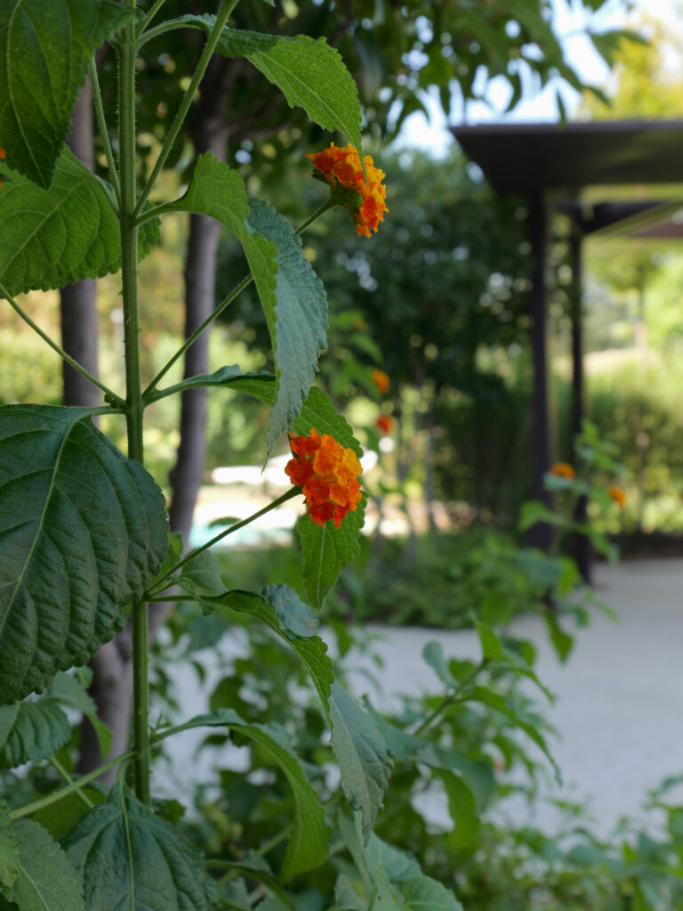 fiori